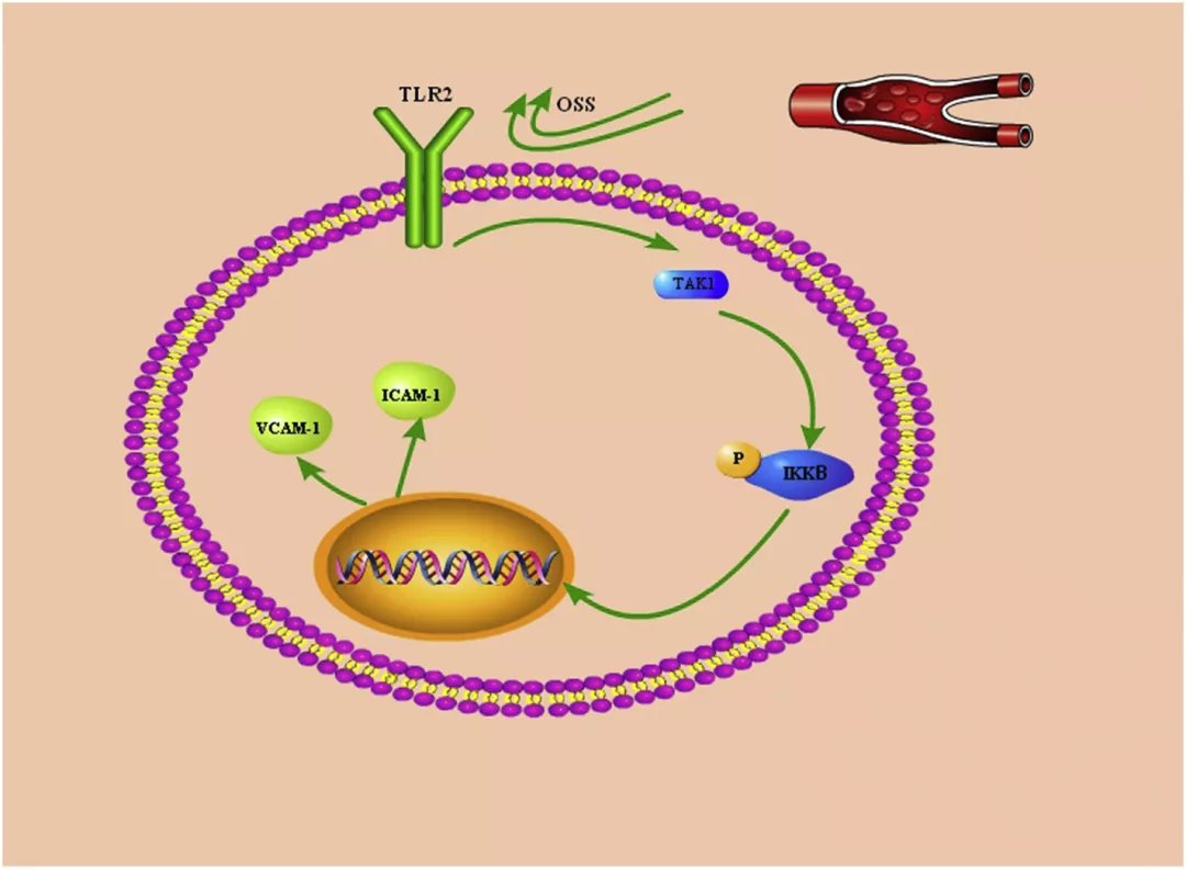 振蕩流通過 HUVECs 中的 TLR2-TAK1-IKK2 信號通路促進炎癥反應(yīng)