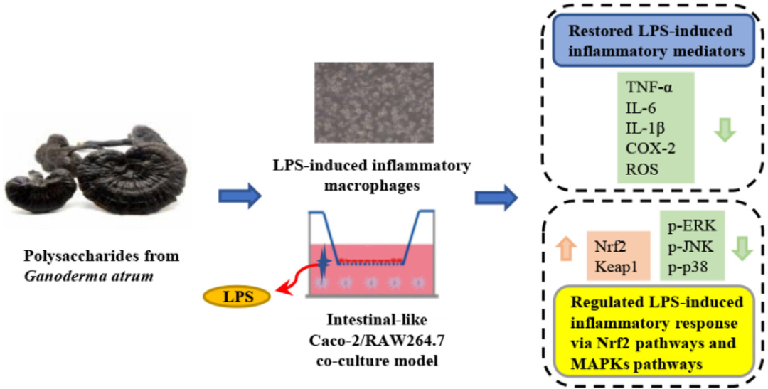 靈芝多糖對 LPS 誘導(dǎo)的炎癥巨噬細胞模型及腸樣 Caco-2/巨噬細胞共培養(yǎng)炎癥模型的調(diào)控作用