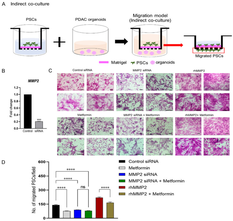 二甲雙胍在胰腺導(dǎo)管腺癌3D共培養(yǎng)模型中的抗癌作用