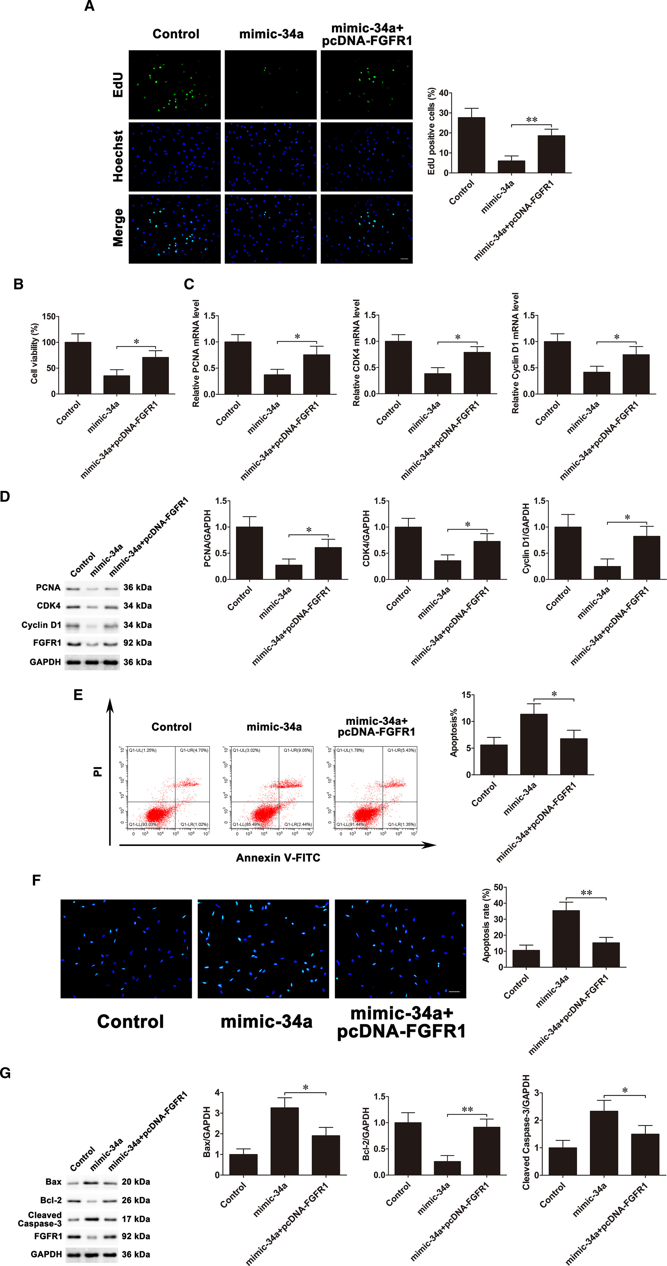 流體剪切應力通過 lncRNA TUG1/miR-34a/FGFR1 軸調(diào)控成骨細胞增殖和凋亡