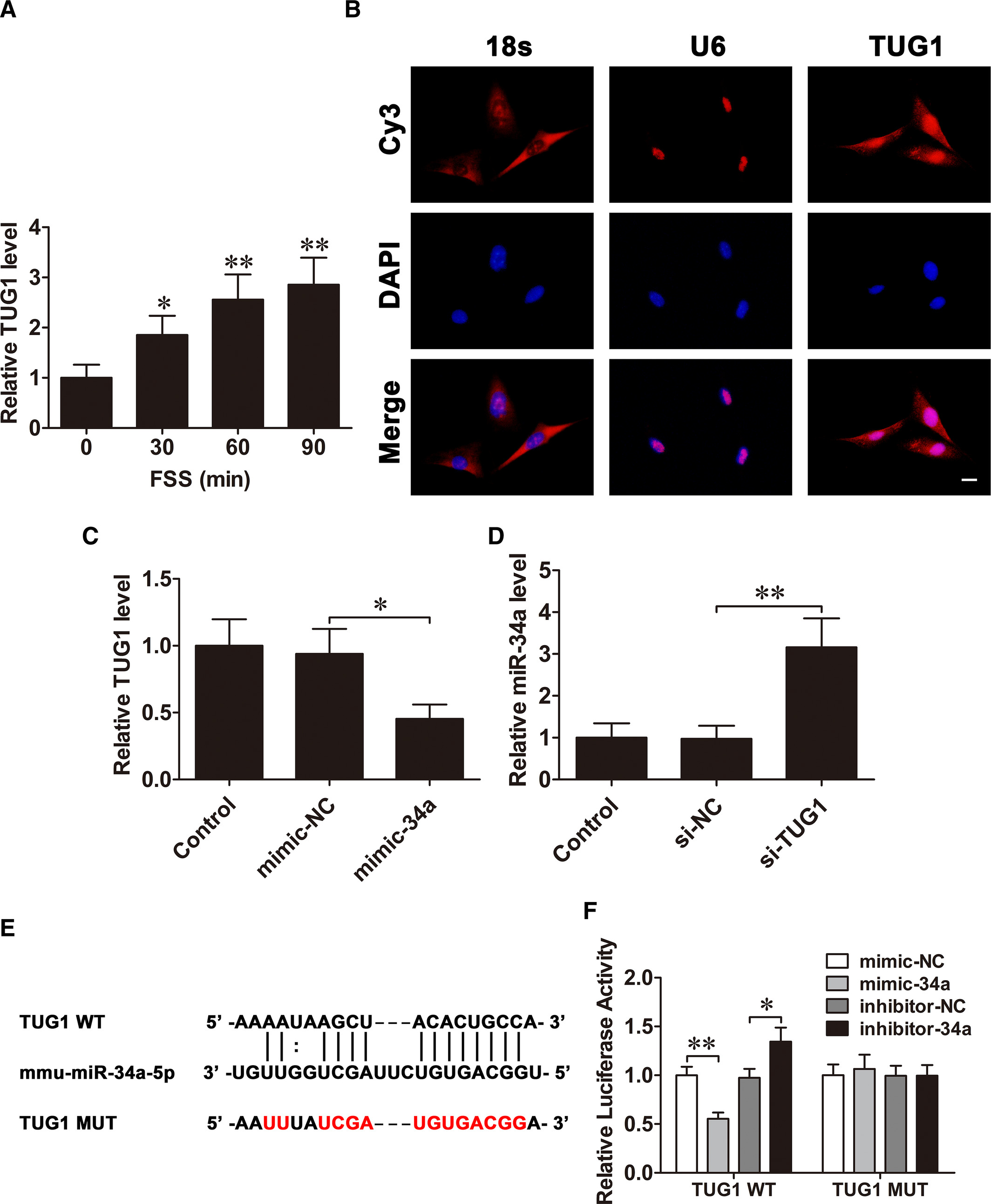 流體剪切應力通過 lncRNA TUG1/miR-34a/FGFR1 軸調(diào)控成骨細胞增殖和凋亡