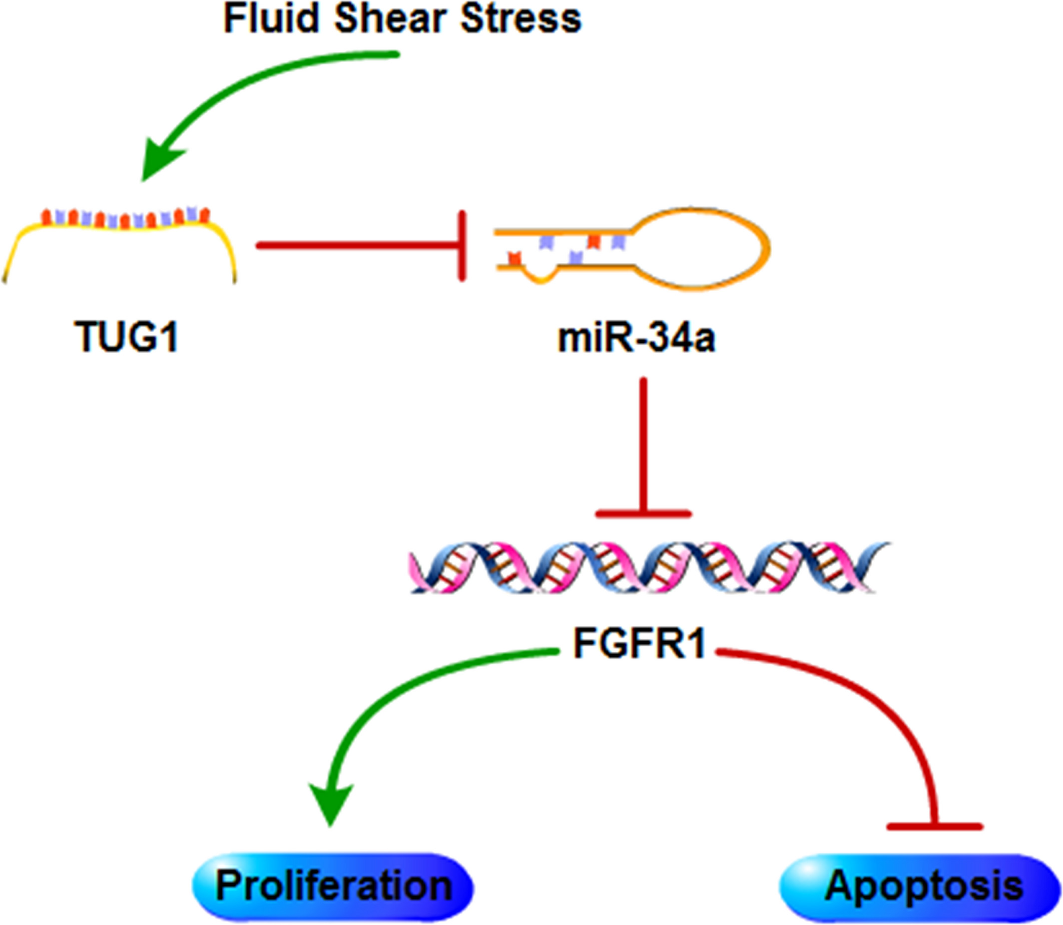 流體剪切應力通過 lncRNA TUG1/miR-34a/FGFR1 軸調(diào)控成骨細胞增殖和凋亡