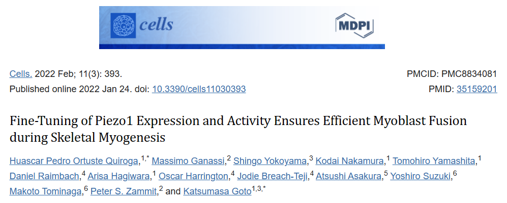 精調(diào) Piezo1 表達和活性可確保骨骼肌肌發(fā)生過程中高效的成肌細胞融合