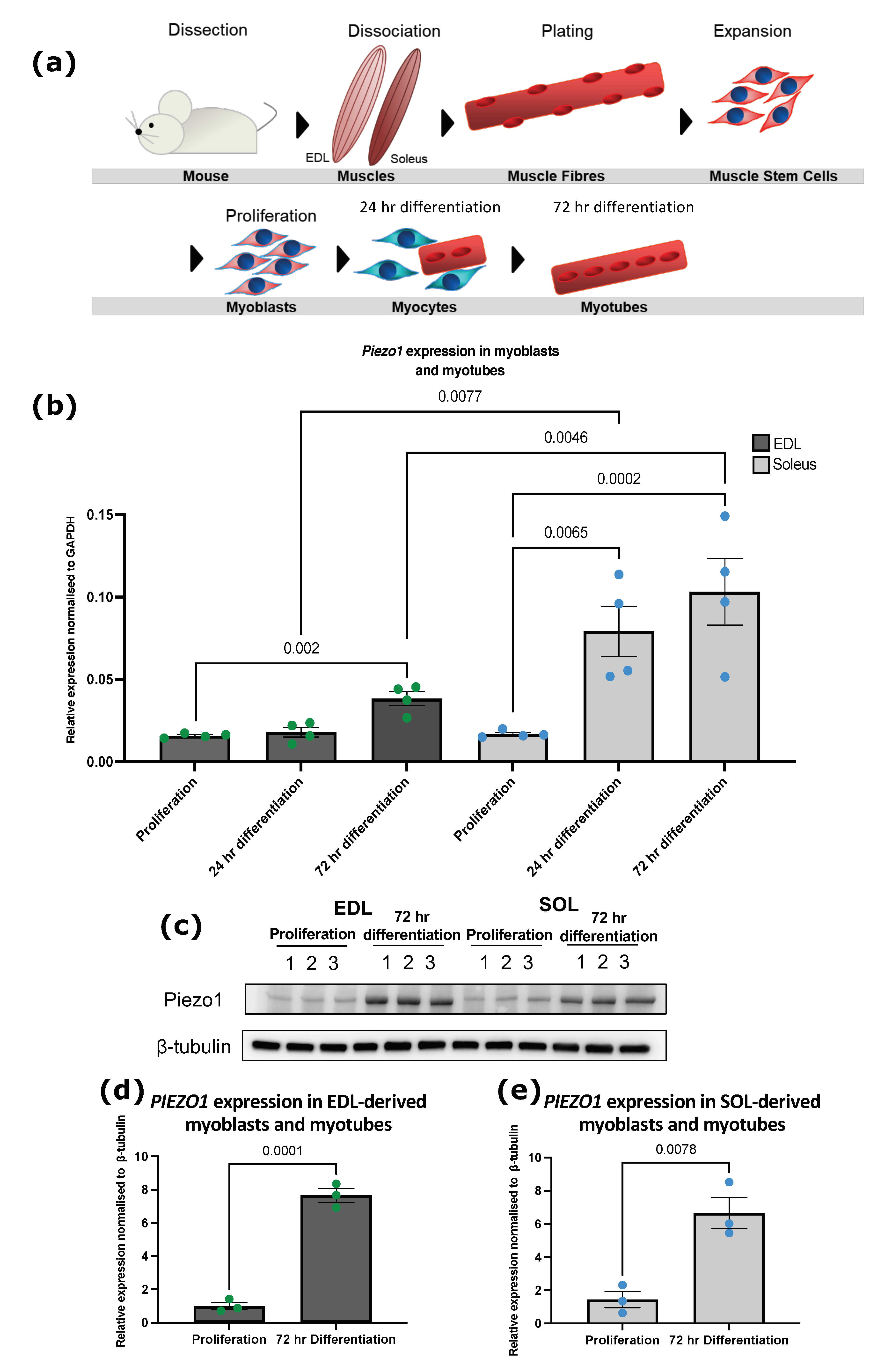 精調(diào) Piezo1 表達和活性可確保骨骼肌肌發(fā)生過程中高效的成肌細胞融合