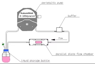 AMP 激活的蛋白激酶調(diào)節(jié)糖萼損傷和巨噬細(xì)胞募集以響應(yīng)低剪切應(yīng)力