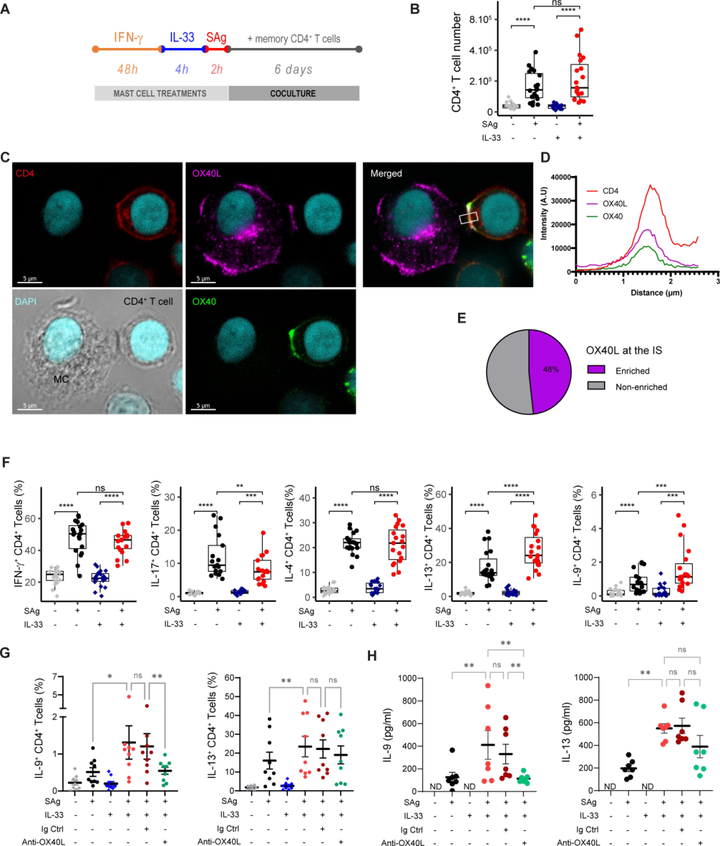 IL-33 介導(dǎo)的人肥大細(xì)胞以 OX40L 依賴性方式驅(qū)動(dòng) CD4+ 效應(yīng) T 細(xì)胞產(chǎn)生 IL-9