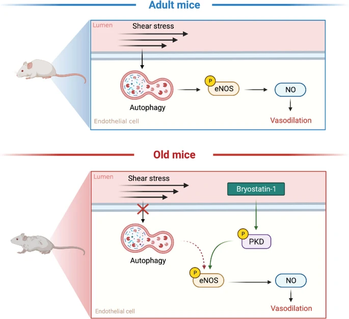 苔蘚抑素-1（Bryostatin-1）通過(guò)抑制內(nèi)皮細(xì)胞自噬改善動(dòng)脈功能