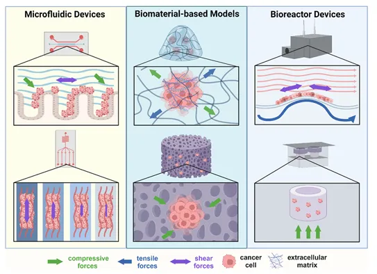 癌癥力學(xué)生物學(xué)的進(jìn)展：轉(zhuǎn)移、力學(xué)與材料
